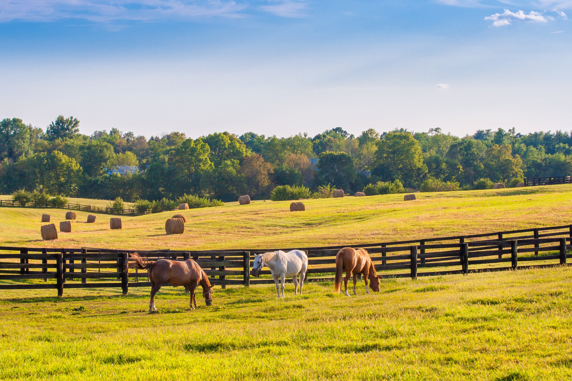 Horses grazing behind dark board fencing on rolling pasture in Marion County, Florida