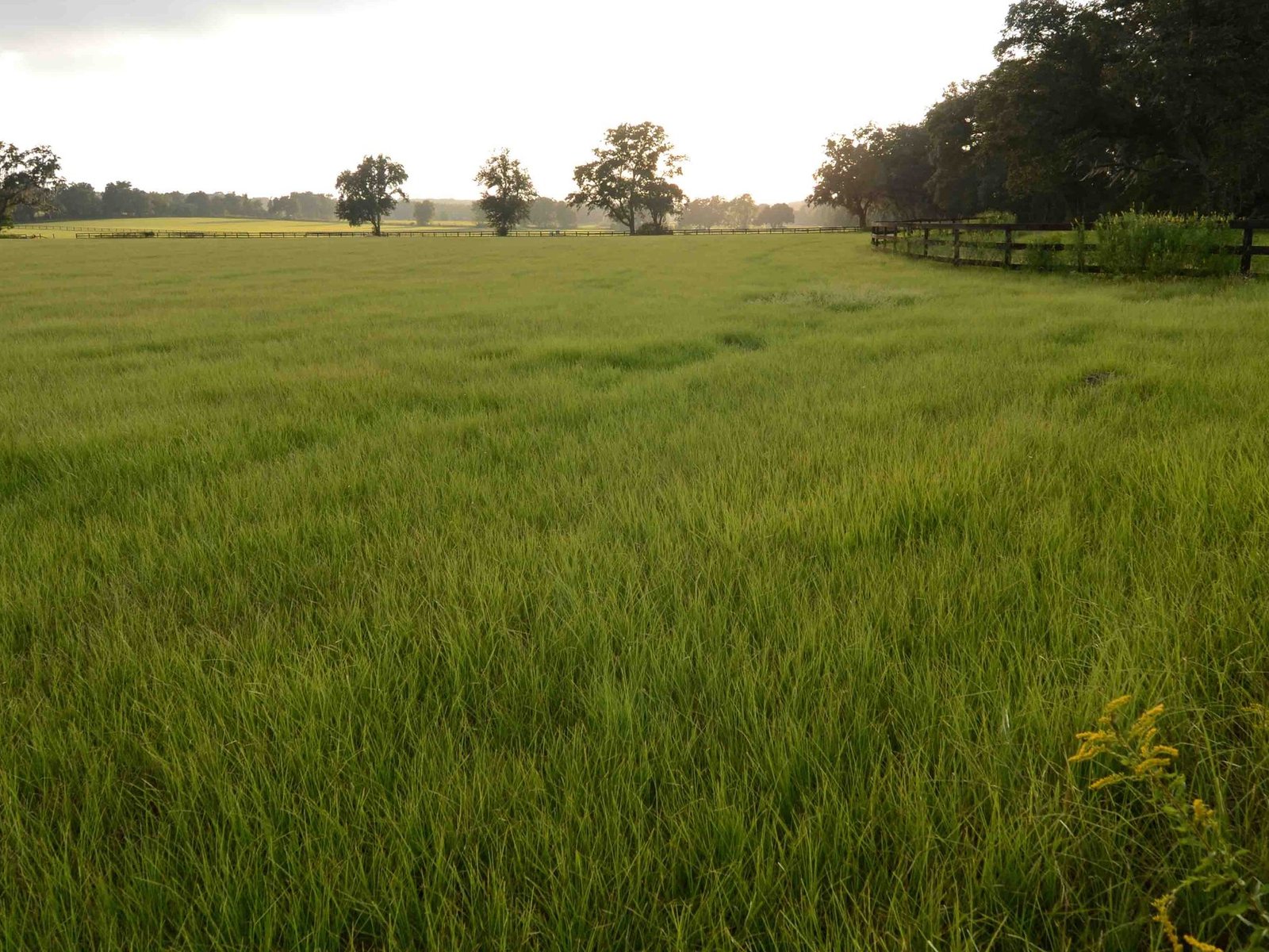 Board fencing running along an open horse pasture edged with live oaks, Marion County, Florida